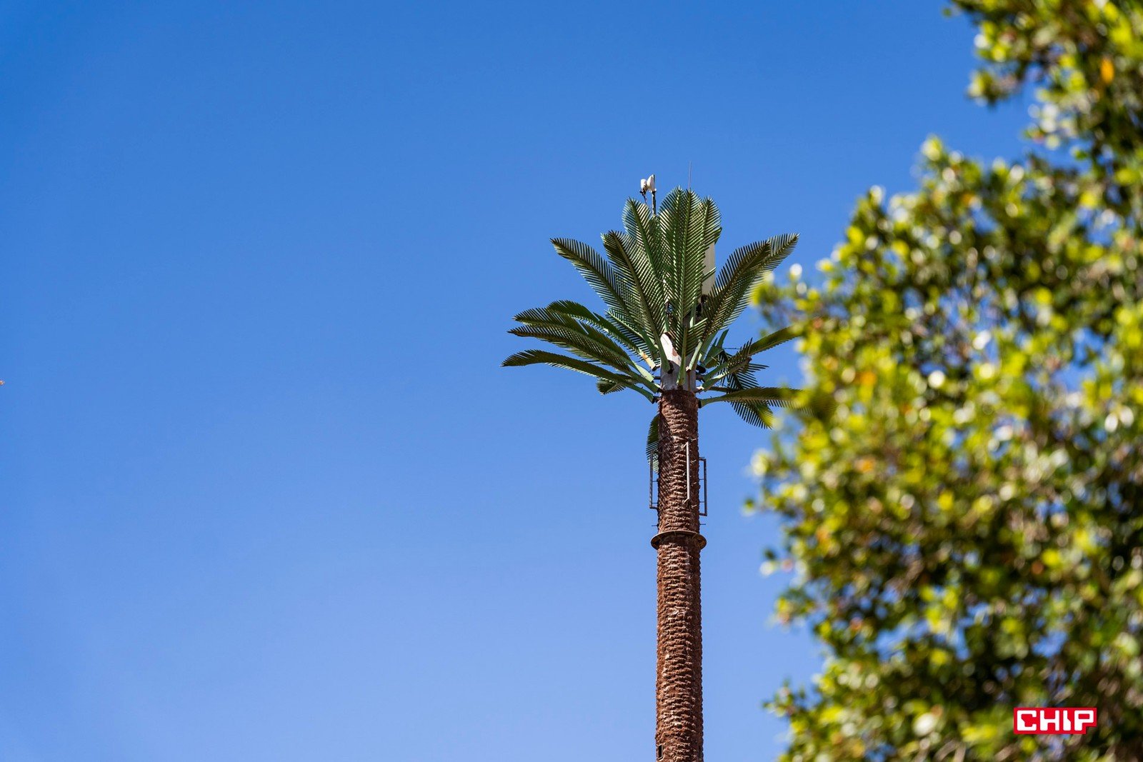 W Marrakeszu są sztuczne palmy. Potrzebujemy takich w Polsce